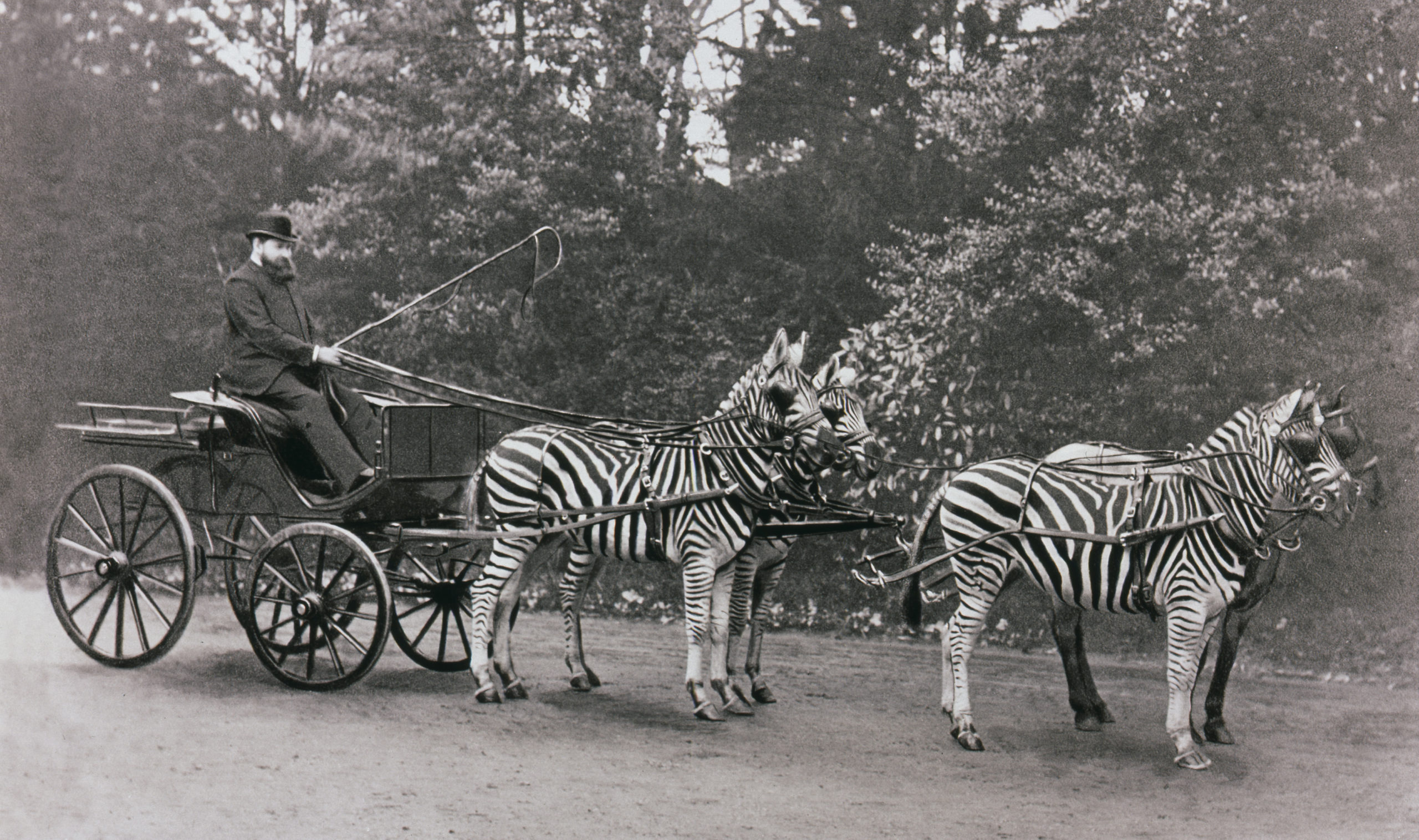Carriage drawn by three zebra and a horse, driven by Lord Lionel Walter Rothschild (1868-1937), founder of the Natural History Museum at Tring